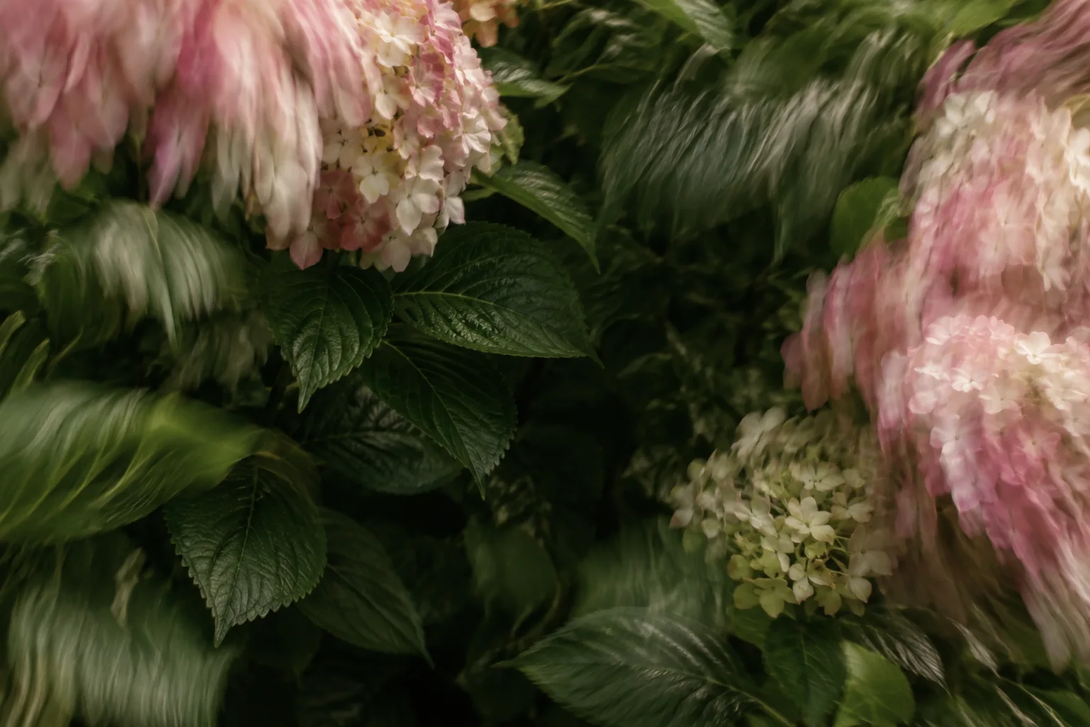 Blush hydrangeas and deep green foliage in soft photographic motion